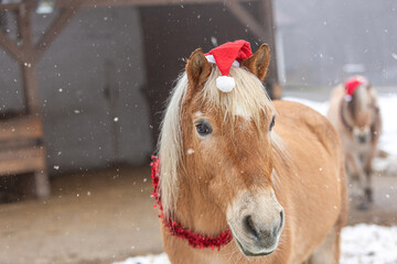 A cute and funny haflinger pony wearing a santa hat on a paddock in winter