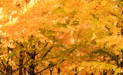 Beijing autumn ditan park view beautiful fall