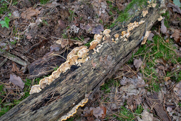 Landscape of a Trametes mushroom growing on a fallen log in Tegel Forest Berlin Germany
