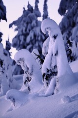 Snow ghosts. Trees covered with fresh snow in evening purple light. Winter post card. Whistler. BC. Canada