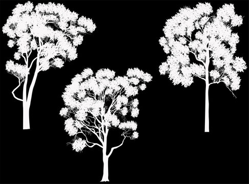 three large eucalyptus trees silhouettes isolated on black