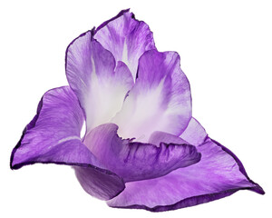 one light and dark violet gladiolus bloom on white