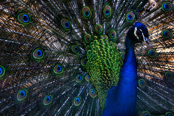 Fototapeta na wymiar Soft focus of an Indian peacock at a zoo
