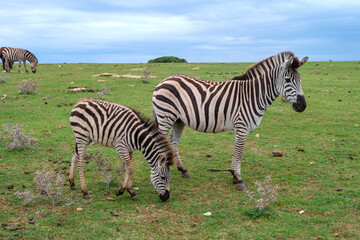 Fototapeta na wymiar Mother and foal zebra in a field