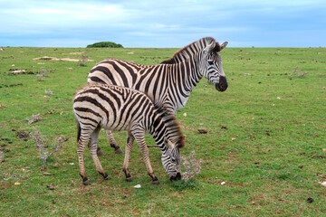 Fototapeta na wymiar Mother and foal zebra in a field