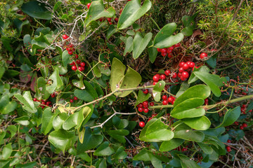 Red berries in undergrowth in a mess of vines and twigs