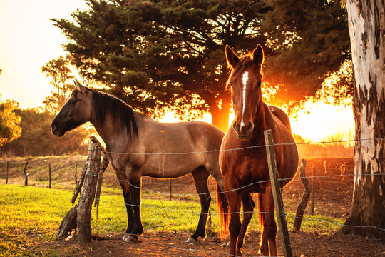 Par de caballos en el campo al atardecer