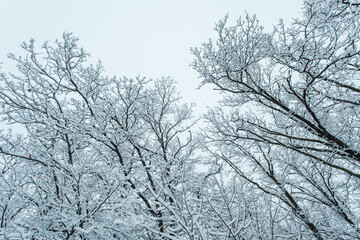 Winter forest with trees covered snow.