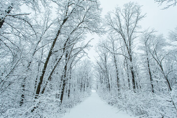 Fototapeta na wymiar Winter forest with trees covered snow. Snowy road. Winter travel concept.
