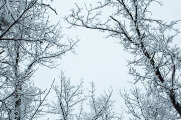 Fototapeta na wymiar Winter forest with trees covered snow. Copy space.