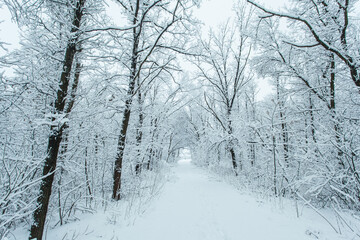 Fototapeta premium Winter forest with trees covered snow. Snowy road. Winter travel concept.