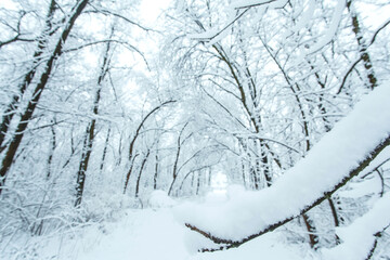 Winter forest with trees covered snow. Winter travel concept.