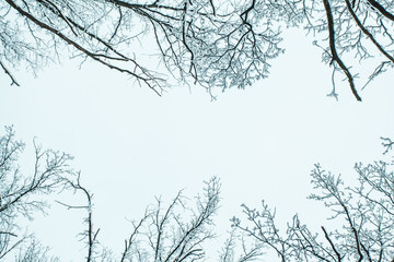 Winter forest with trees covered snow. Copy space.