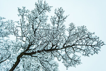 Winter forest with trees covered snow. Winter landscape, cold weather. Tourism in winter. Copy space.