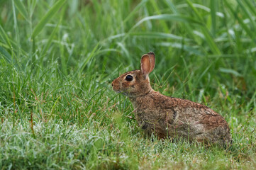 Eastern cottontail (Sylvilagus floridanus)