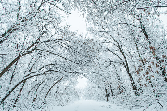 Winter forest with trees covered snow. Snowy road. Winter travel concept.