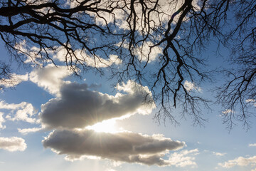 cloudscape with sun rays framed by branches.