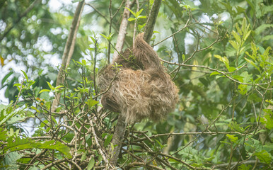 Hoffman’s two-toed sloth (Choloepus hoffmanni), Cahuita National Park, Costa Rica