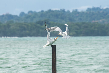 Royal terns (Thalasseus maximus) on posts, Cahuita National Park, Costa Rica