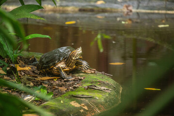 Turtle in Cahuita National Park, Costa Rica