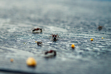 Close up of ants fetching bread crumbs from a table