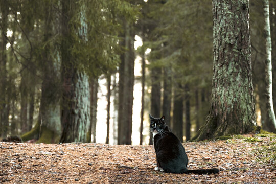 Selective focus photo of a black cat sitting on a path in a pine forest in autumn