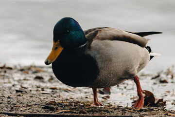 Male mallard duck on the beach
