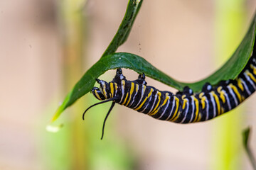 Monarch caterpillar chewing on swan plant leaves