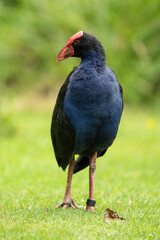 A Pukeko bird in New Zealand also known as a swamp hen