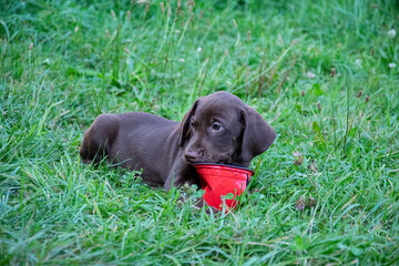 puppy in grass