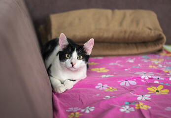 adopted cat on bed