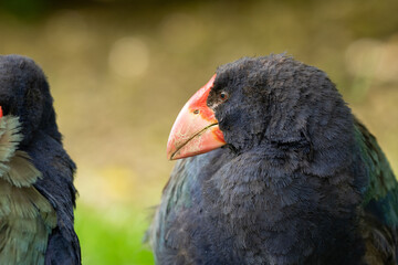 Closeup of an endangered Takahe bird in New Zealand
