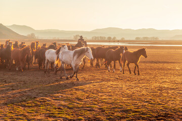 Horses running and kicking up dust with a shepherd on horse.  Dramatic landscape of wild horses...