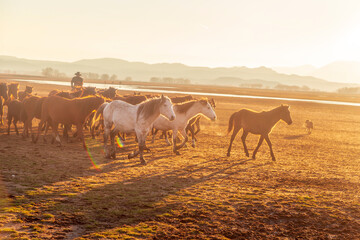 Horses running and kicking up dust with a shepherd on horse.  Dramatic landscape of wild horses...