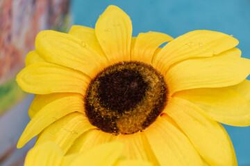 Large yellow artificial flower on a blue background.