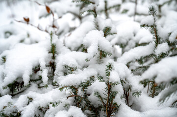 Winterlandschaft am Rennsteig mit Bärenstein bei Oberhof im Schnee