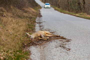 Dead roe deer in a roadside with an oncoming car.