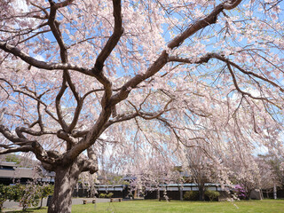 枝垂れ桜