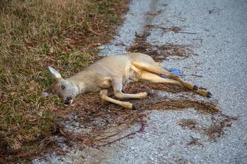 Türaufkleber Dead roe deer in a roadside with an oncoming car. © Simon Kovacic