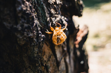 Cicada molt