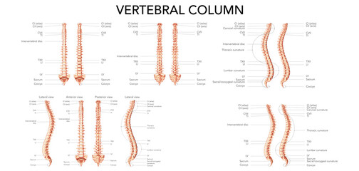 Human vertebral column front back side view with main parts labeled. Vector flat realistic concept with name and description of all sites - Dorsal, lateral ventral illustration spine isolated on white