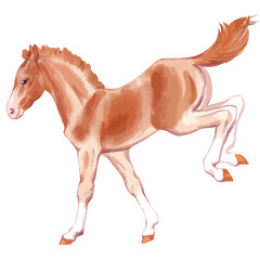 Fototapeta na wymiar Vector watercolor illustration of running baby horse.