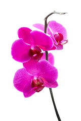 Fototapeta na wymiar Pink orchid flower 01