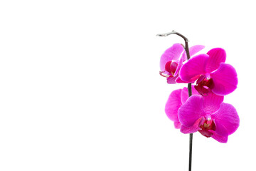 Fototapeta na wymiar Pink orchid flower 02