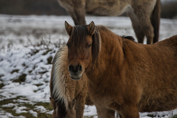 wild horses in the snow