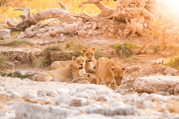 Group of young lions in african savanna