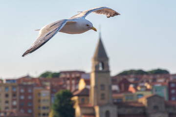 Gaviota, con la iglesia de San Pedro de fondo, Gijón.