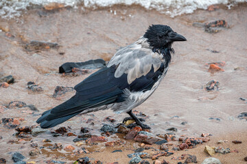 Gray and black raven sitting near the seashore