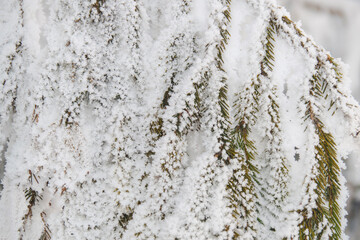 The first snow