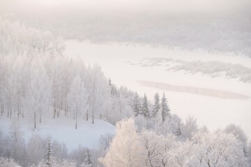 Forest covered with snow